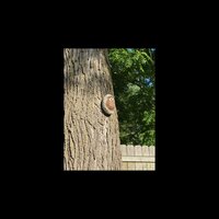 Design Toscano Octavius Knothole Owl Tree Statue & Reviews | Wayfair